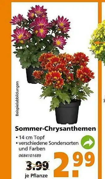 Globus Baumarkt Sommer-chrysanthemen Angebot