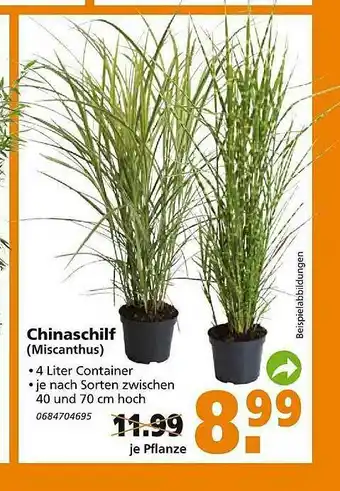 Globus Baumarkt Chinaschilf Angebot