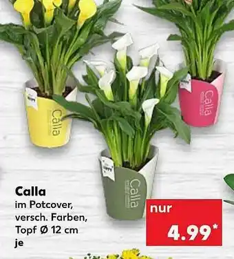 Kaufland Calla Angebot