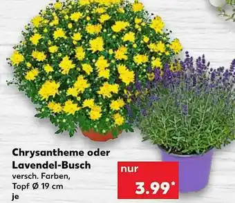 Kaufland Chrysantheme Oder Lavendel-busch Angebot