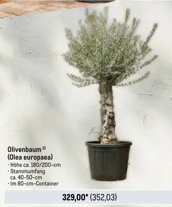 METRO Olivenbaum Angebot