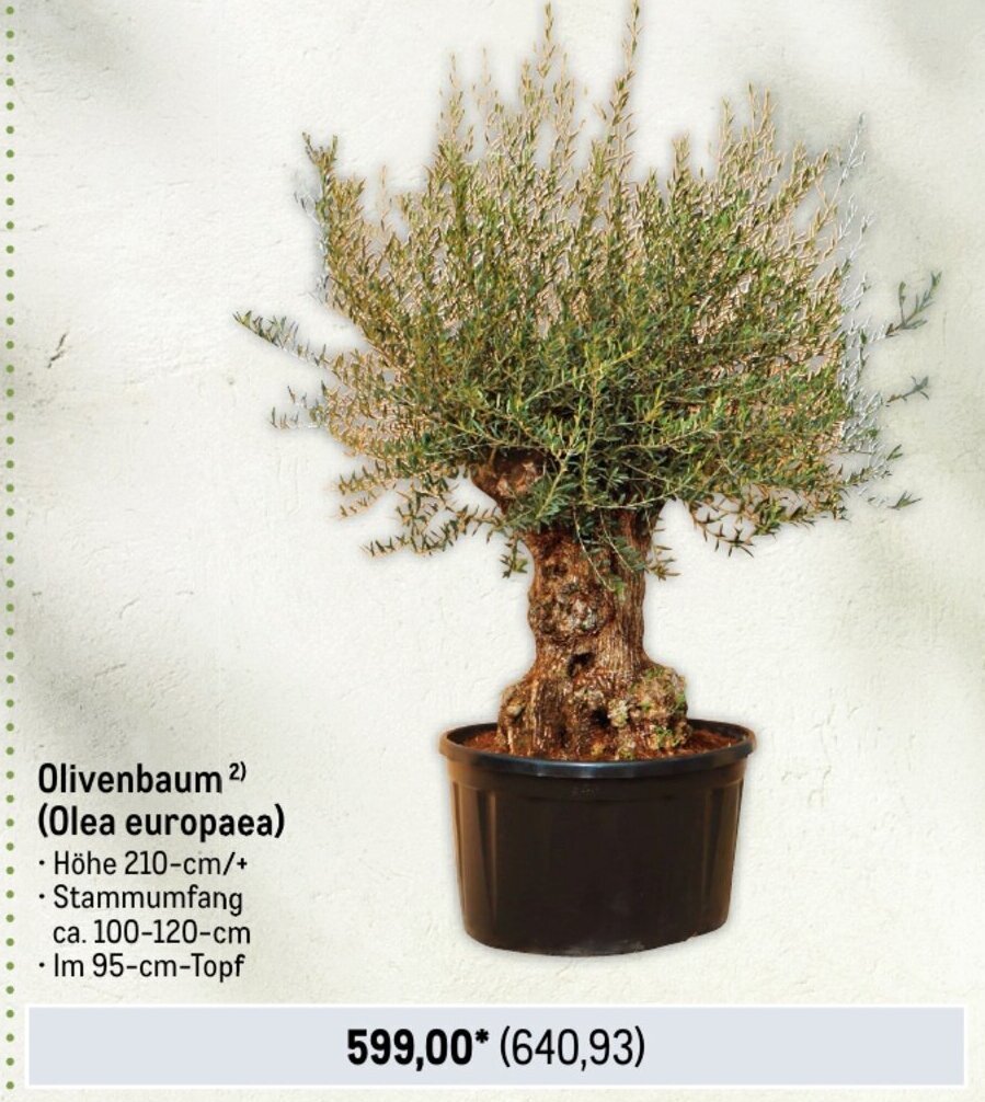 Olivenbaum Angebot bei METRO