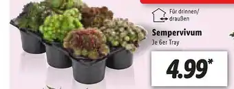 Lidl Sempervivum Angebot