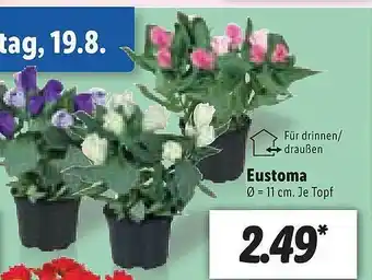 Lidl Eustoma Angebot