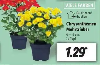 Lidl Chrysanthemen Mehrtrieber Angebot