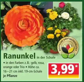 Norma Ranunkel in der Schale Angebot