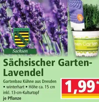 Norma Sächsischer Garten Lavendel Gartenbau Kühne aus Dresden Angebot
