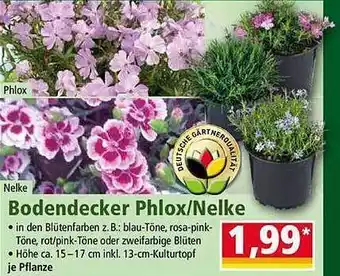 Norma Bodendecker phlox oder nelke Angebot