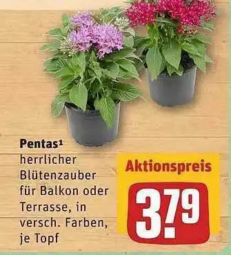 REWE Pentas Angebot