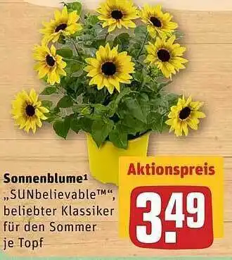 REWE Sonneblume Angebot