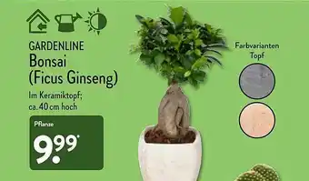 Aldi Nord Gardenline Bonsai (ficus Ginseng) Angebot