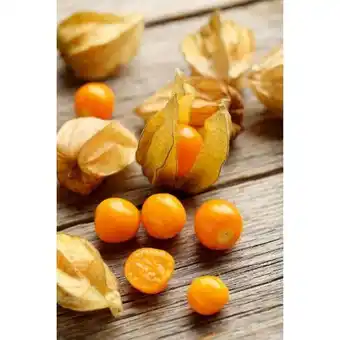 toom Baumarkt Ananas-physalis Angebot