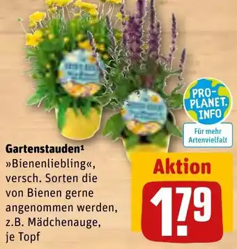 REWE Gartenstauden Angebot