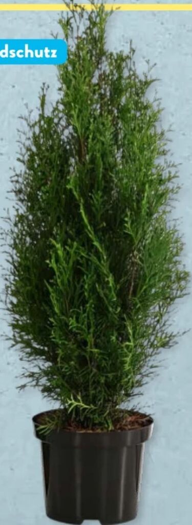 Thuja smaragd Angebot bei Aldi Nord