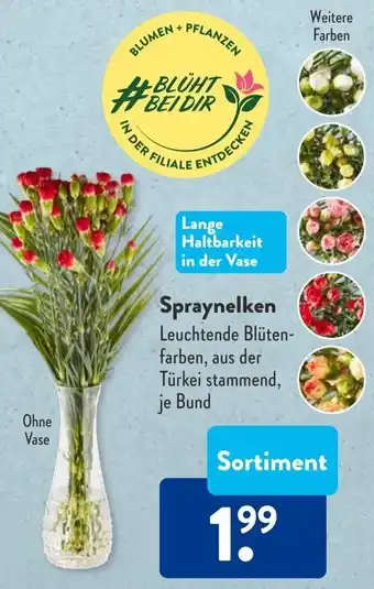 Aldi Süd Spraynelken Angebot