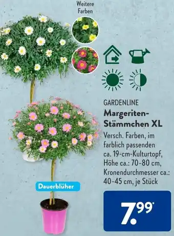 Aldi Süd Gardenline Margeriten Stämmchen XL Angebot