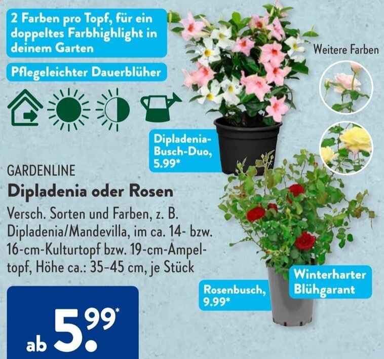 Gardenline Dipladenia oder Rosen Angebot bei Aldi Süd