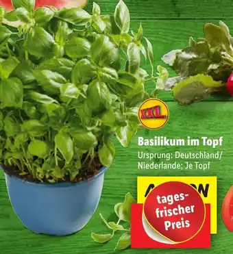 Lidl Basilikum im topf Angebot