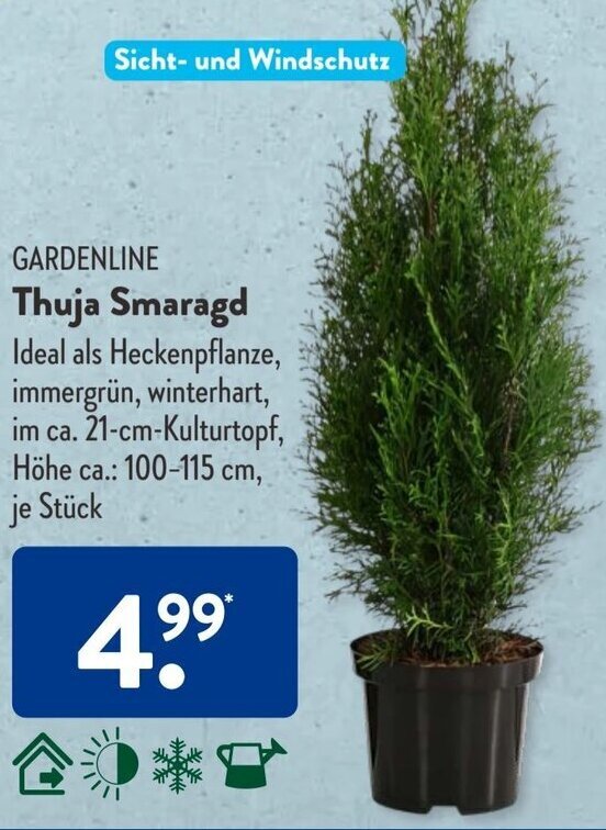 Gardenline Thuja Smaragd Angebot bei Aldi Sd