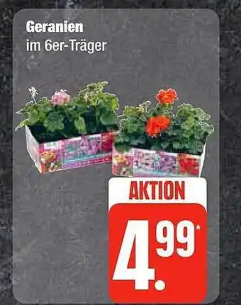 Edeka Frischemarkt Geranien Angebot