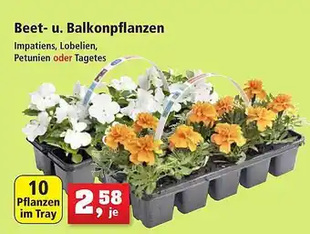 Thomas Philipps Beet u balkonpflanzen Angebot