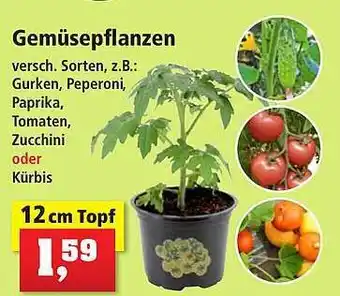 Thomas Philipps Gemüsepflanzen Angebot