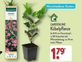 Aldi Nord Gardenline kübelpflanze Angebot