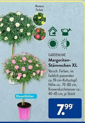 Aldi Süd Gardenline margeriten-stämmchen xl Angebot