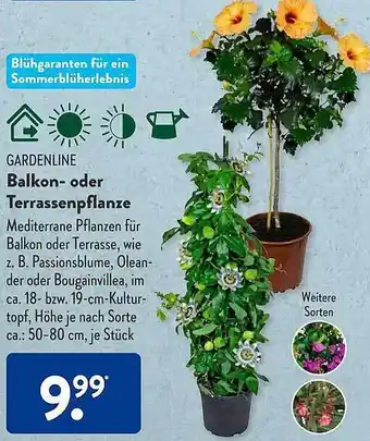 Aldi Süd Gardenline balkon- oder terrassenpflanze Angebot