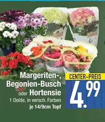 E-Center Margerite-, begonien-busch oder hortensie Angebot