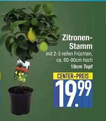 E-Center Zitronen-stamm Angebot