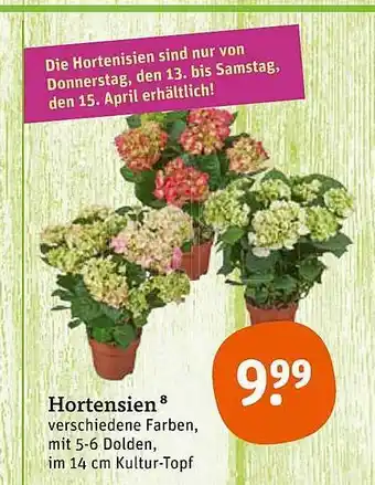 tegut Hortensien Angebot