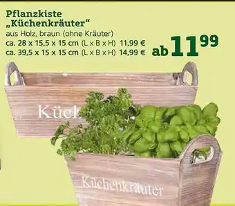 Pflanzen Kölle Pflanzkiste „küchenkräuter“ Angebot