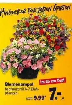 Repo Markt Blumenampel Angebot