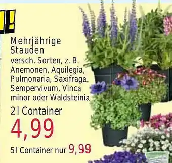 Wiglo Wunderland Mehrjährige stauden versch. sorten Angebot