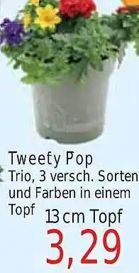 Wiglo Wunderland Tweefy pop trio Angebot