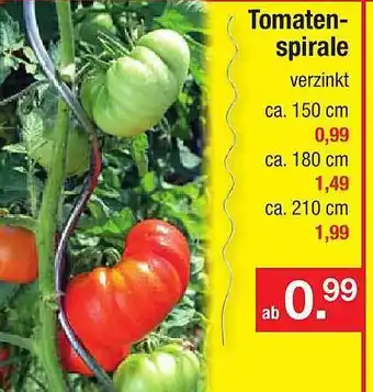 Zimmermann Tomatenspirale Angebot