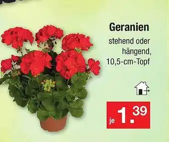 Zimmermann Geranien Angebot