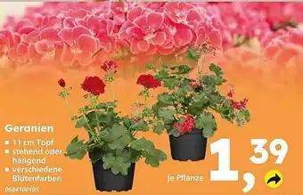 Globus Baumarkt Geranien Angebot