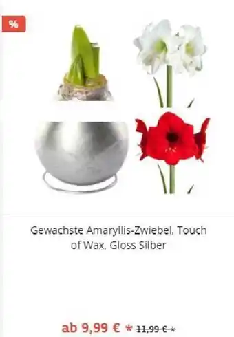 Pflanzen Kölle Gewachste Amaryllis Zweibel, Touch of Wax ,Gloss Silber Angebot