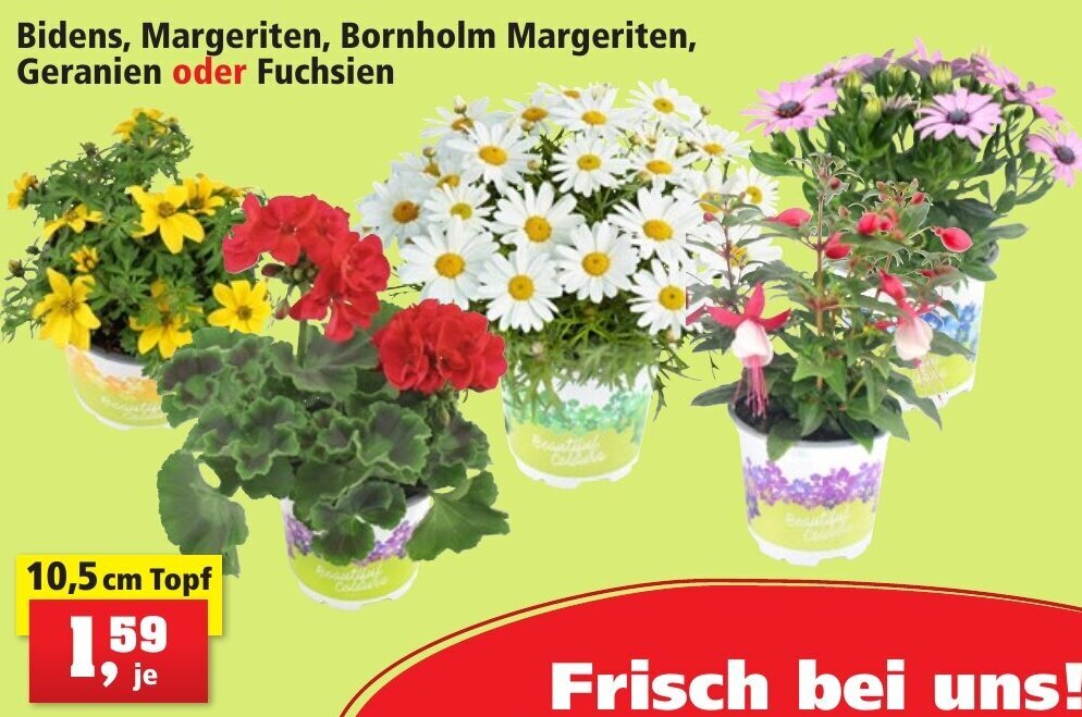 Bidens, Margeriten, Bornholm Margeriten, Geranien oder Fuchsien 10,5 cm