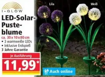 Norma I-Glow LED Solar Pusteblume ca. 30 x 10 x 80 cm Angebot