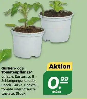 NETTO Gurken- oder tomatenpflanze Angebot