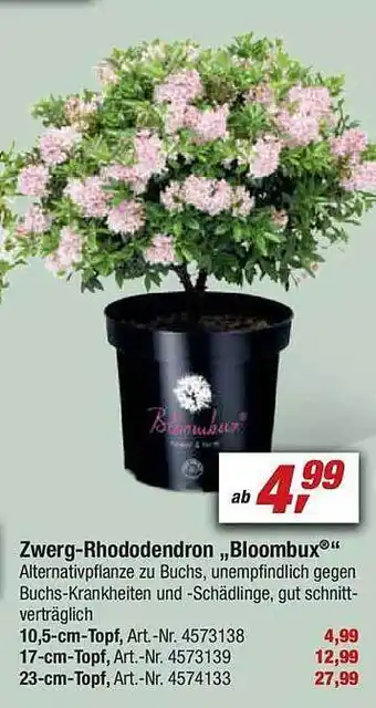 toom Baumarkt Zwerg-rhododendron bloombux Angebot