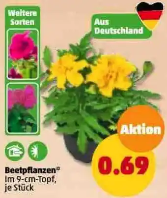 PENNY Beetpflanzen Angebot