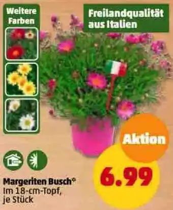 PENNY Margeriten Busch Angebot