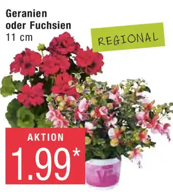 Marktkauf Geranien oder Fuchsien Angebot