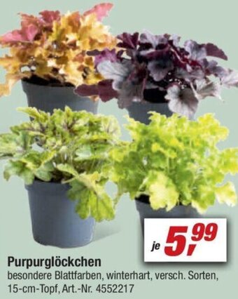 toom Baumarkt Purpurglöckchen Angebot