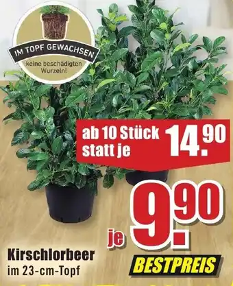 B1 Discount Baumarkt Kirschlorbeer Angebot