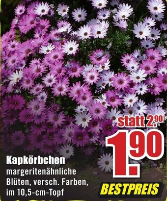 B1 Discount Baumarkt Kapkörbchen Angebot